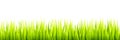 Seamless spring grass lines for edging, footer and decorations. Springtime sprouts grows in a daylight