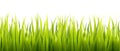 Seamless spring grass line Royalty Free Stock Photo