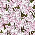 Seamless spring pattern from sakura flowers, pink flowers on a white background. Vector hand-drawn print for fabric and paper for Royalty Free Stock Photo