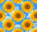 Seamless Sunflower Pattern Sunny Floral Sky Background Design Royalty Free Stock Photo