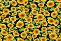 Seamless sunflowers pattern on a white background