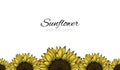 seamless sunflowers pattern