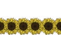 seamless sunflowers pattern