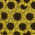 seamless sunflowers pattern