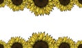 seamless sunflowers pattern