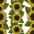 seamless sunflowers pattern