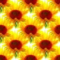 Seamless sunflowers pattern on white background