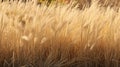 Seamless Switchgrass Texture For Landscape Design