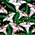 seamless symmetrical graphic pattern of white and pink flowers on a black background, texter Royalty Free Stock Photo