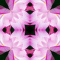 Seamless symmetrical pattern abstract purple orchid texture