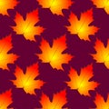 seamless symmetrical pattern of autumn maple leaves on a dark magenta background Royalty Free Stock Photo