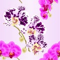 Seamless texture beautiful Phalaenopsis Orchid purple and spotted stems with flowers and buds closeup vintage vector editable