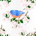 Seamless texture bird Bluebird small thrush songbirdons on an branch wild Cherry wild Cherry blue spring background vintage