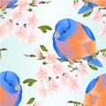 Seamless texture bird small thrush Bluebird watercolor on a sakura cherry branch pink flower with leaves sprig background