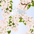 Seamless texture bird white small dove pigeon on an apple tree branch with flowers spring background watercolor vintage vector Royalty Free Stock Photo