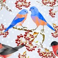 Seamless texture birds Bluebirds and bullfinch small songbirdons on on snowy tree and berry winter background vintage vector illus