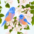 Seamless texture birds Bluebirds thrush small songbirdons on an apple tree branch with flowers spring background vintage vector i