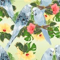 Seamless texture birds Budgerigars, home pets ,blue pets parakeets on a branch bouquet with tropical flowers hibiscus, palm,philo