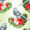 Seamless texture blue parakeet Budgerigar, home pet , pet parakeet or budgie with tropical flowers floral arrangement with