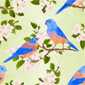 Seamless texture Bluebirds thrush small songbirdons on an apple tree branch with flowers vintage vector illustration editable