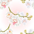 Seamless texture branch orchids flowers white Phalaenopsis
