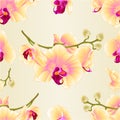 Seamless texture branch orchids flowers yellow Phalaenopsis tropical plant stem and buds vintage vector botanical illustration