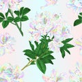 Seamless texture branches colorful Rhododendron branch  flowers  mountain shrub on a white background watercolor vintage vector Royalty Free Stock Photo