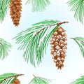 Seamless texture branches  Eastern White pine and  cones and snow Christmas tree vintage vector illustration editable hand draw Royalty Free Stock Photo