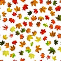 Seamless texture. Colorful maple foliage. Season leaves fall background. Autumn yellow red, orange leaf isolated on white Royalty Free Stock Photo