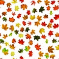 Seamless texture. Colorful maple foliage. Season leaves fall background. Autumn yellow red, orange leaf isolated on white Royalty Free Stock Photo