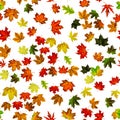 Seamless texture. Colorful maple foliage. Season leaves fall background. Autumn yellow red, orange leaf isolated on white Royalty Free Stock Photo