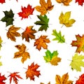 Seamless texture. Colorful maple foliage. Season leaves fall background. Autumn yellow red, orange leaf isolated on white Royalty Free Stock Photo