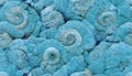 Seamless texture of elaborate and unique calcified blue ammonite sea shell spirals - generative AI