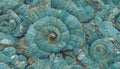 Seamless texture of elaborate and unique calcified blue ammonite sea shell spirals - generative AI