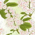 Seamless texture flowers with leaves Chestnut tree spring background vintage vector illustration editable