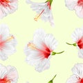 Seamless texture flowers tropical plant white hibiscus on a white background vintage vector illustration editable hand draw Royalty Free Stock Photo