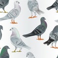 Seamless texture gray and white Carriers pigeons domestic breeds sports intelligent birds vintage vector animals illustration