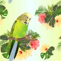 Seamless texture green Budgerigar, home pets ,green parakeet on a branch bouquet with tropical flowers hibiscus, palm,