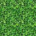 Seamless texture of green leaves and flowers of lilies of the valley. View from above