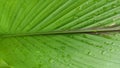 Seamless texture green leaves, Royalty Free Stock Photo