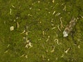 seamless texture of green moss Royalty Free Stock Photo