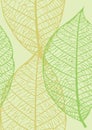 Seamless texture of leaves