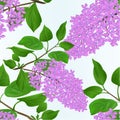 Seamless texture Lilac twig with flowers and leaves vintage natural background vector illustration hand draw Royalty Free Stock Photo