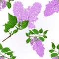 Seamless texture Lilac twigs with flowers and leaves vintage natural background vector botany illustration editable Royalty Free Stock Photo