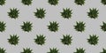 Seamless Texture of Many Green Ornamental Plants in Flowerpot, Above View - Lots of Home Plants Pattern on Grey Background