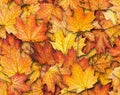 Seamless texture with maple leaves