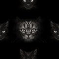 Seamless texture of muzzles of cats on a black background