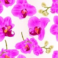 Seamless texture Orchids Phalaenopsis closeup purple beautiful flower on a white background vintage vector illustration editabl