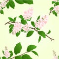 Seamless texture pink lilac branch vector Royalty Free Stock Photo