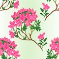 Seamless texture pink rhododendron branch spring background vintage vector illustration editable